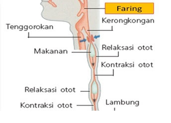 Hasil gambar untuk kerongkongan